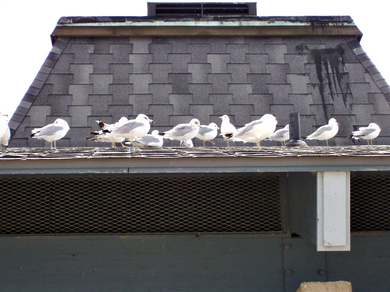 gulls on the roof